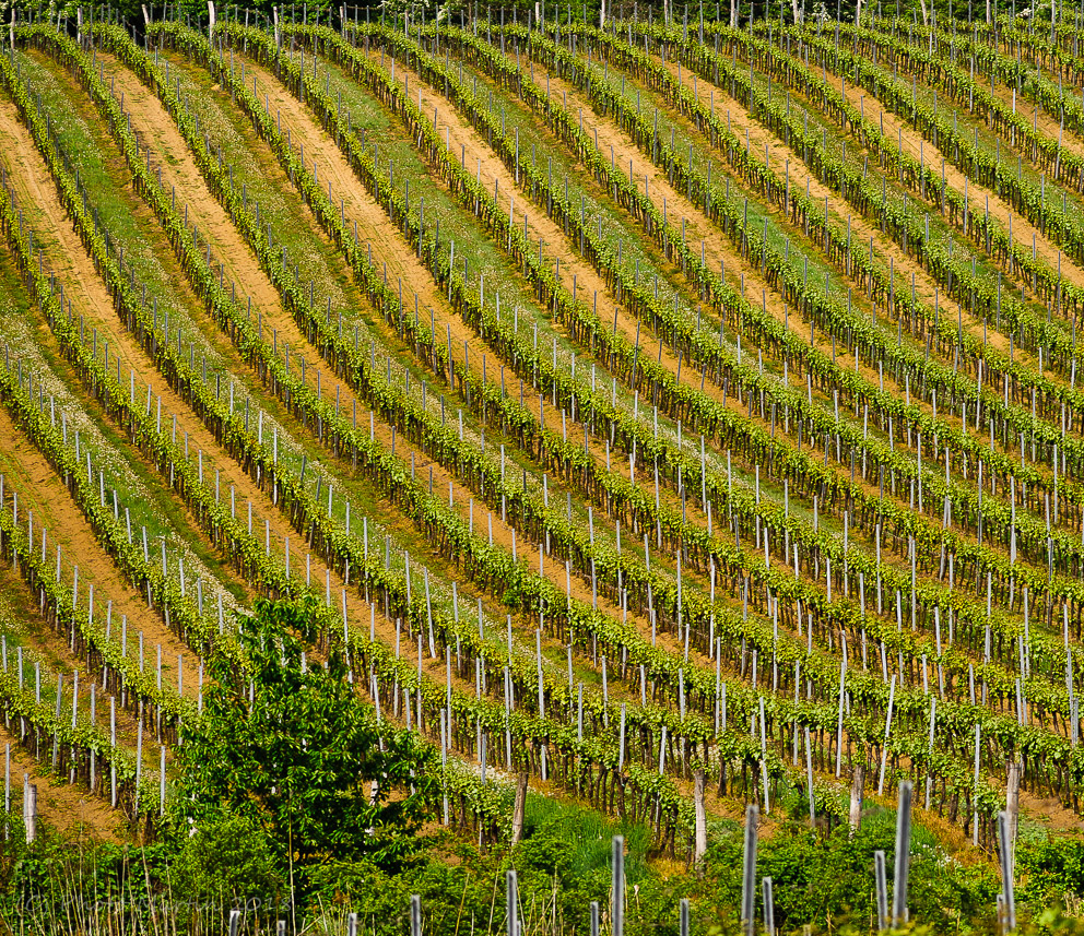 Vinohrady nad Retzem